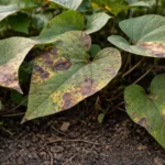 what to do if sweet with visible browning or spots on leaves