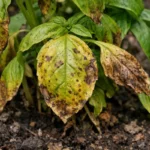 what to do if your with visible browning or spots on leaves