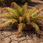 what to do when an showing stress from sun and dry soil