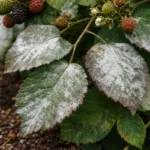 what to do when blackberry plants with fungal patches visible on foliage