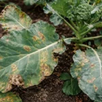 what to do when broccoli with visible browning or spots on leaves