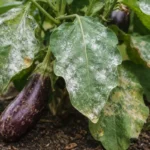 what to do when eggplants show with fungal patches visible on foliage