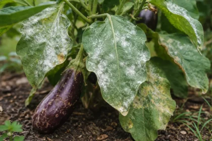 what to do when eggplants show with fungal patches visible on foliage