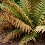 what to do when fern with visible browning or spots on leaves