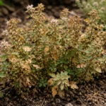 what to do when flowering with visible browning or spots on leaves