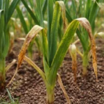 what to do when garlic with visible browning or spots on leaves