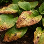 what to do when hosta with visible browning or spots on leaves