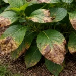 what to do when hydrangea with visible browning or spots on leaves