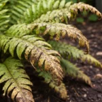 what to do when indoor with visible browning or spots on leaves
