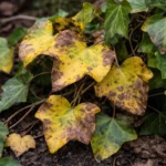 what to do when ivy with visible browning or spots on leaves