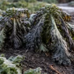 what to do when kale is with cold-damaged leaves in the garden