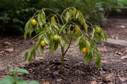 what to do when kumquat trees wilting visibly in real garden soil