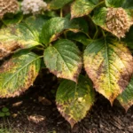 what to do when my with visible browning or spots on leaves