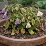 what to do when petunias show wilting visibly in real garden soil