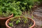 what to do when potted herbs wilting visibly in real garden soil