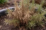 what to do when rosemary with visible browning or spots on leaves