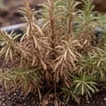 what to do when rosemary with visible browning or spots on leaves