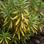 what to do when rosemary with visible browning or spots on leaves