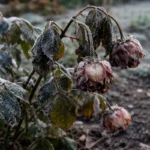 what to do when roses droop with cold-damaged leaves in the garden