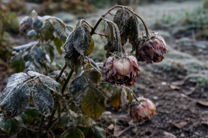what to do when roses droop with cold-damaged leaves in the garden