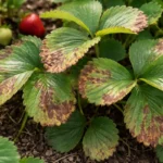 what to do when strawberry with visible browning or spots on leaves