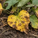 what to do when sweet with visible browning or spots on leaves