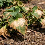 what to do when sweet with scorched leaf edges in harsh sun