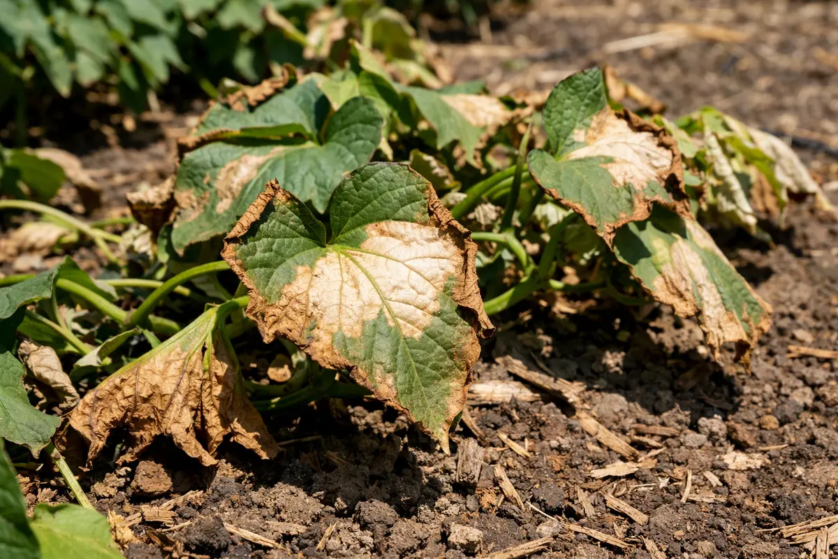 what to do when sweet with scorched leaf edges in harsh sun