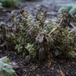 what to do when thyme turns with cold-damaged leaves in the garden