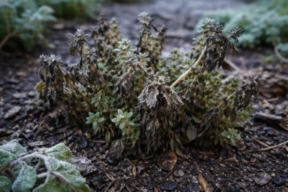what to do when thyme turns with cold-damaged leaves in the garden