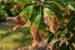 what to do when tree with visible browning or spots on leaves
