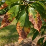 what to do when tree with visible browning or spots on leaves