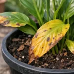 what to do when your with visible browning or spots on leaves