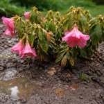 why are my azaleas wilting showing stress from sun and dry soil