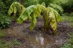 why are my banana plants wilting wilting visibly in real garden soil
