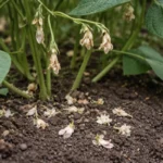 why are my bean plants not with dropped blossoms around the stems