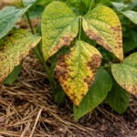 why are my bean plants with visible browning or spots on leaves