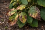 why are my blackberry leaves with visible browning or spots on leaves