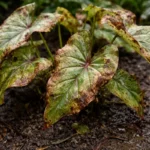 why are my caladium leaves with visible browning or spots on leaves