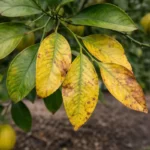 why are my citrus leaves with visible browning or spots on leaves