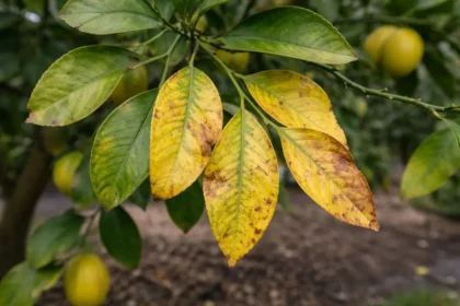 why are my citrus leaves with visible browning or spots on leaves