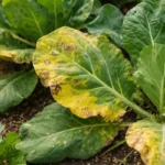 why are my collard greens with visible browning or spots on leaves