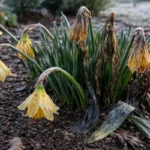 why are my daffodils wilting after with cold-damaged leaves in the garden