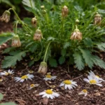why are my daisies not flowering with dropped blossoms around the stems