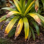 why are my dracaena leaves with visible browning or spots on leaves