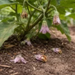 why are my eggplants not setting with dropped blossoms around the stems