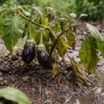 why are my eggplants stunted during wilting visibly in real garden soil