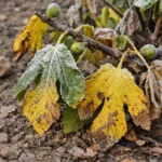 why are my fig leaves showing stress from sun and dry soil