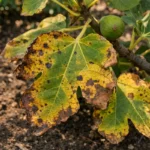 why are my fig leaves with visible browning or spots on leaves
