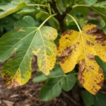 why are my fig tree with visible browning or spots on leaves